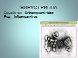 ВИРУС ГРИППА. Семейство Orthomyxoviridae Род – Influenzavirus