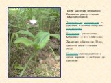 Такие растения венериного башмачка растут в лесах Томской области. Травянистый многолетник с длинным и тонким ползучим корневищем. Корневище растет очень медленно — 2 — 4 мм в год. Зацветает обычно на 18 год, цветет в июне — начале июля. Соцветие закладывается в почке заранее — за 2 года до цветения