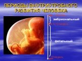 ПЕРИОДЫ ВНУТРИУТРОБНОГО РАЗВИТИЯ ЧЕЛОВЕКА. эмбриональный фетальный 8-10 недель 40 недель зачатие