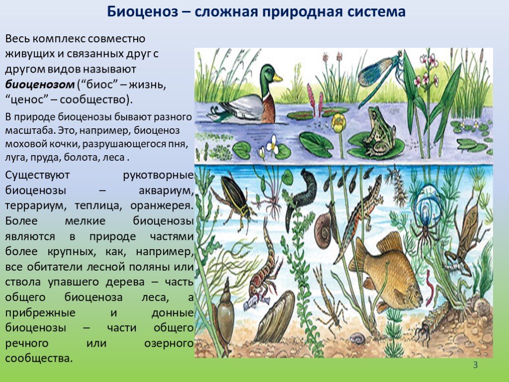 Примеры природных сообществ озеро. Биоценоз. Природное сообщество биогеоценоз. Природное сообщество экосистема. Биоценоз примеры.