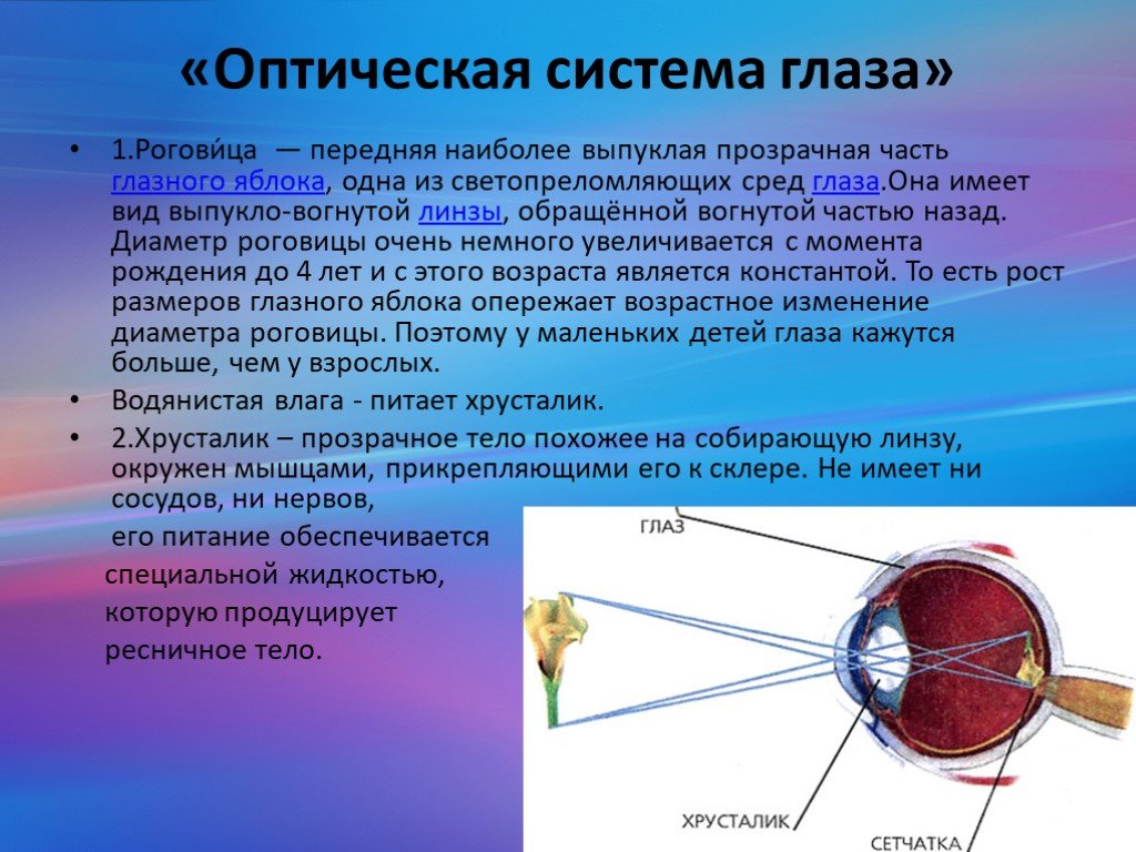 3 оптическая система глаза. Зрительный анализатор оптическая система глаза. Оптическая система глаза состоит из. Строение оптической системы глаза. Оптическая система глазного яблока.