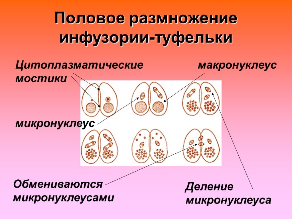 Половое размножение деление. Половое размножение инфузории туфельки. Размножение инфузории туфельки. Размножение инфузории. Половое размножение инфузории.