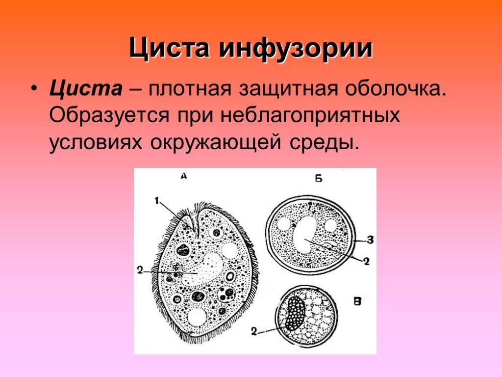 Циста это. Циста инфузории туфельки. Инфузория туфелька цисты цисты. Инфузория туфелька циста. Циста это в биологии.