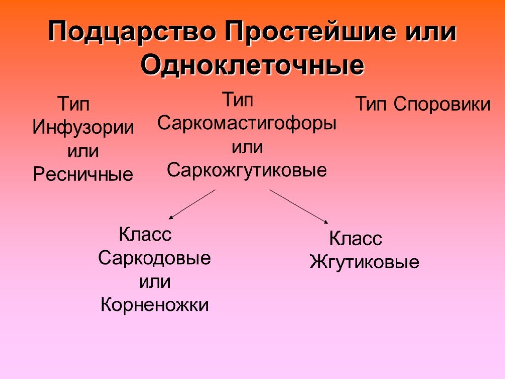 Признаки подцарства простейшие. Подцарство простейшие. Подцарство одноклеточные Тип Саркожгутиковые. Тип Саркожгутиковые классификация. Подцарство простейшие систематика.