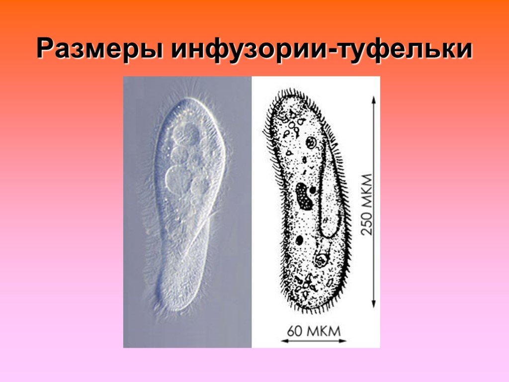 Форма тела туфельки. Инфузория-туфелька это бактерия. Инфузория туфелька 7 класс. Инфузория туфелька 7 класс биология. Инфузория туфелька это группа.