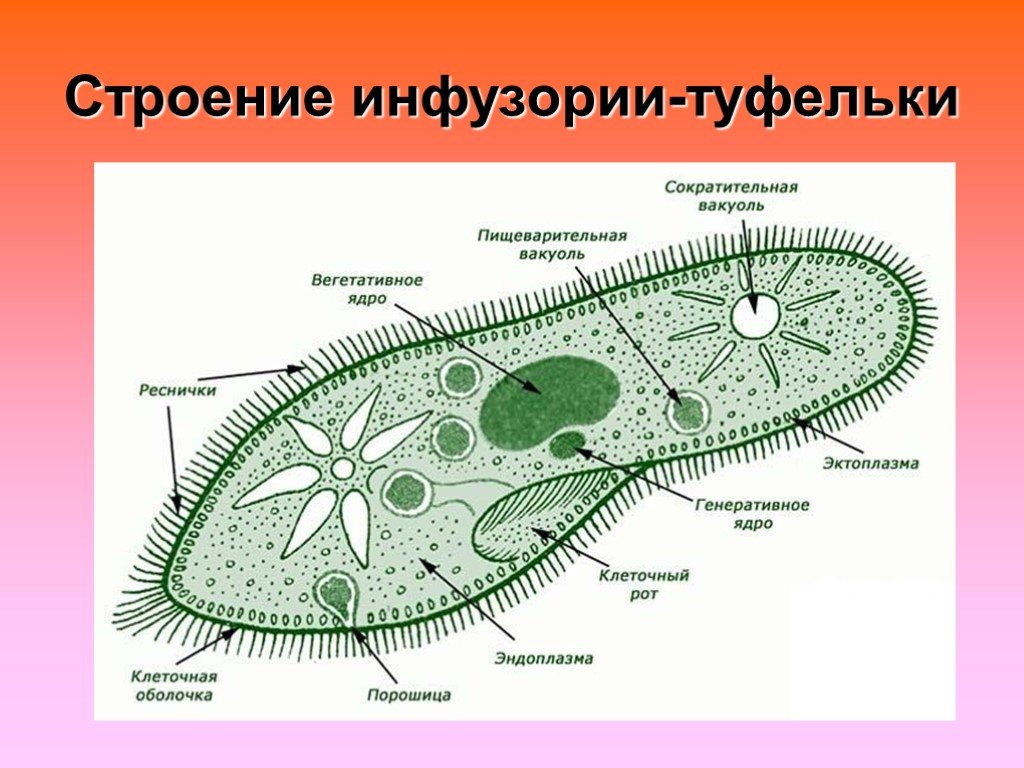 Тип инфузории 7 класс презентация