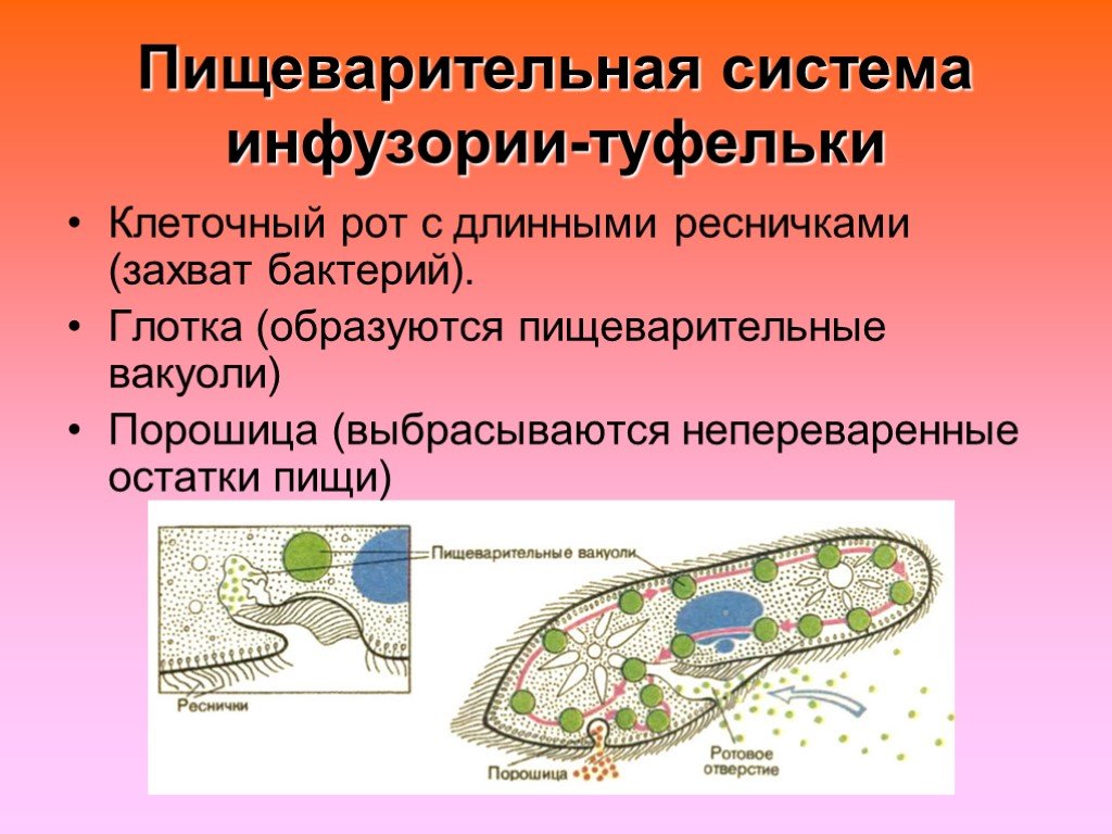 Клеточный рот. Инфузория туфелька пищеварительные вакуоли. Инфузория туфелька клеточный рот и порошица. Пищеварительная система инфузории. Порошица у инфузории туфельки это.