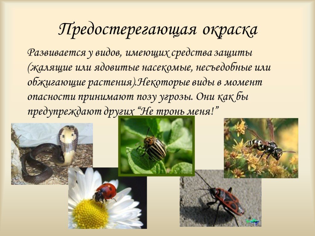 Проект адаптация насекомых