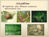 Ход работы: Определите среду обитания насекомого, предложенного вам.