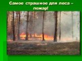 Самое страшное для леса – пожар!