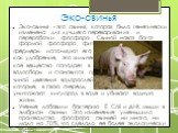 Эко-свинья. Эко-свинья - это свинья, которая была генетически изменена для лучшего переваривания и переработки фосфора. Свиной навоз богат формой фосфора фитатом, а потому, когда фермеры используют его как удобрение, это химичес- кое вещество попадает в водосборы и становится при- чиной цветения вод
