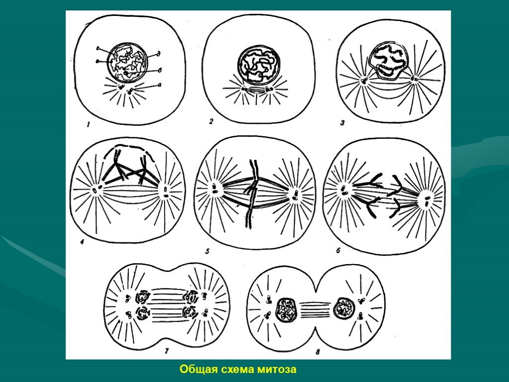 Митоз и мейоз рисунки по фазам