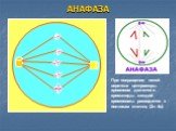АНАФАЗА. При сокращении нитей веретена центромеры хромосом делятся и хроматиды каждой хромосомы расходятся к полюсам клетки; (2n 4c).
