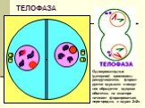 ТЕЛОФАЗА. Однохроматидные (дочерние) хромосомы раскручиваются, форми-руется ядрышко и вокруг них образуется ядерная оболочка; на экваторе начинает формироваться перегородка; в ядрах 2n2c.