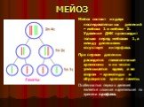 МЕЙОЗ. Мейоз состоит из двух последовательных делений – мейоза 1 и мейоза 2. Удвоение ДНК происходит только перед мейозом 1, а между делениями отсутствует интерфаза. При первом делении расходятся гомологичные хромосомы и их число уменьшается вдвое, а во втором – хроматиды и образуются зрелые гаметы.