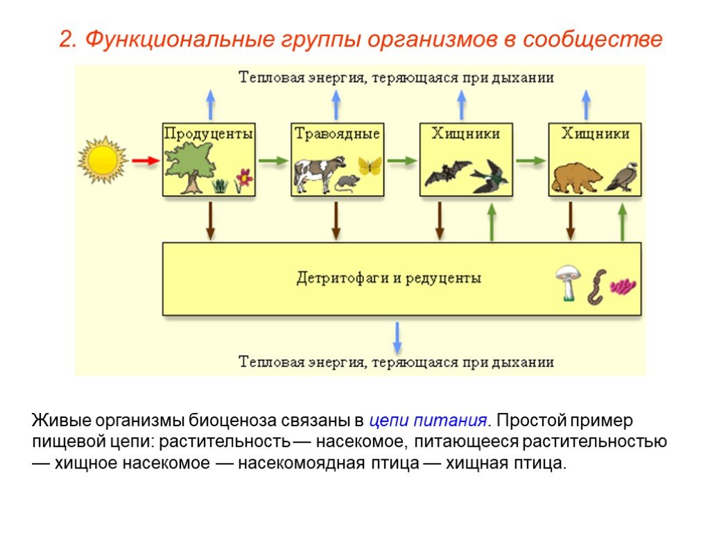 Какой организм в цепях питания экосистемы. Цепь питания продуценты консументы редуценты. Пищевые связи естественной экосистемы. Функциональные группы организмов в сообществе. Группы организмов в экосистеме.