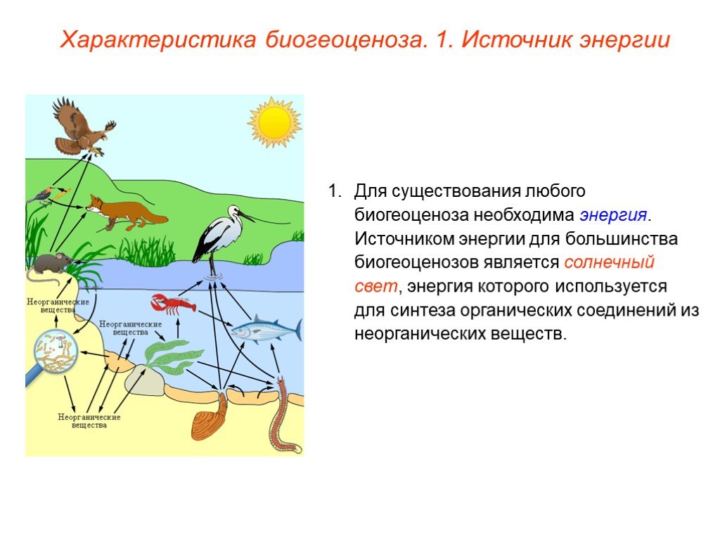Сообщение экологические связи. Схема биогеоценоза. Экологические системы в природе. Источники энергии в экосистеме. Взаимосвязи организмов в природных сообществах.
