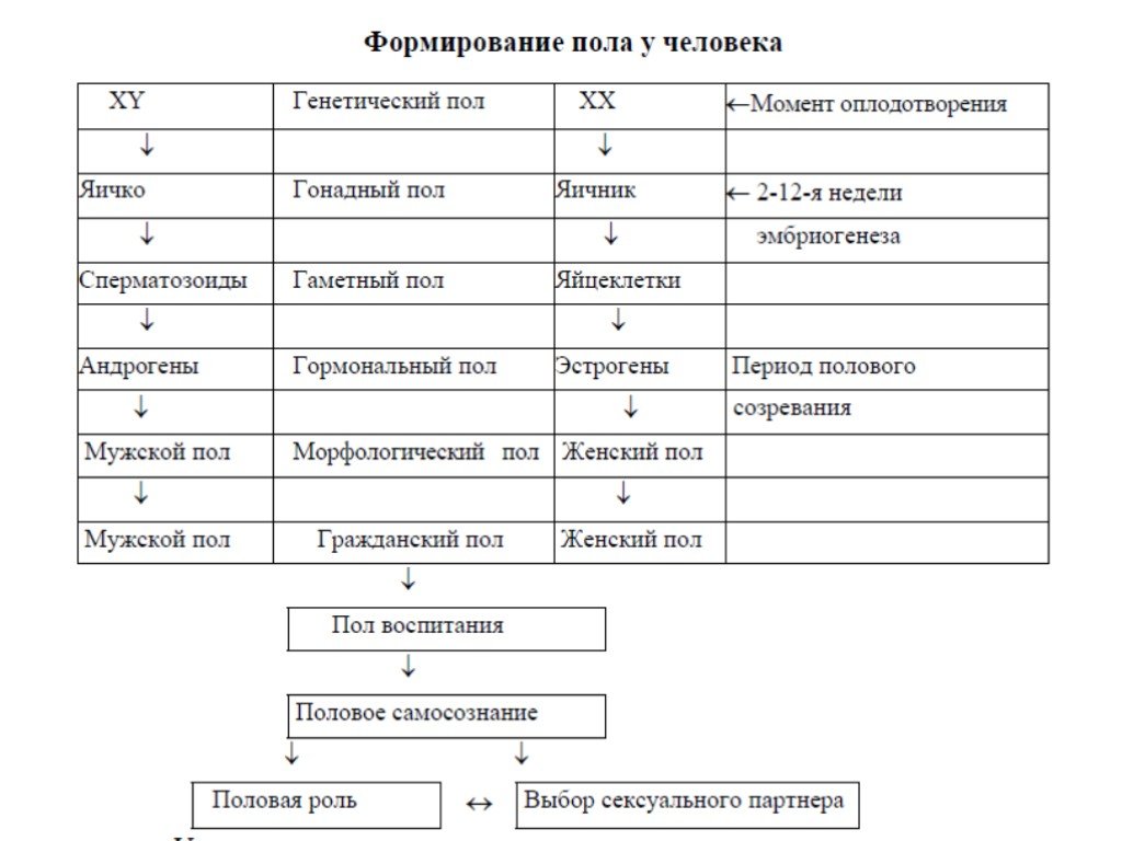 Уровни с полом. Генетические механизмы формирования пола кратко. Формирование пола у человека. Стадии формирования пола у человека. Схема формирования пола у человека.