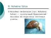 6. Achatina fulica. Ахати́на гига́нтская (лат. Achatina fulica) — сухопутный брюхоногий моллюск из подкласса лёгочных улиток.