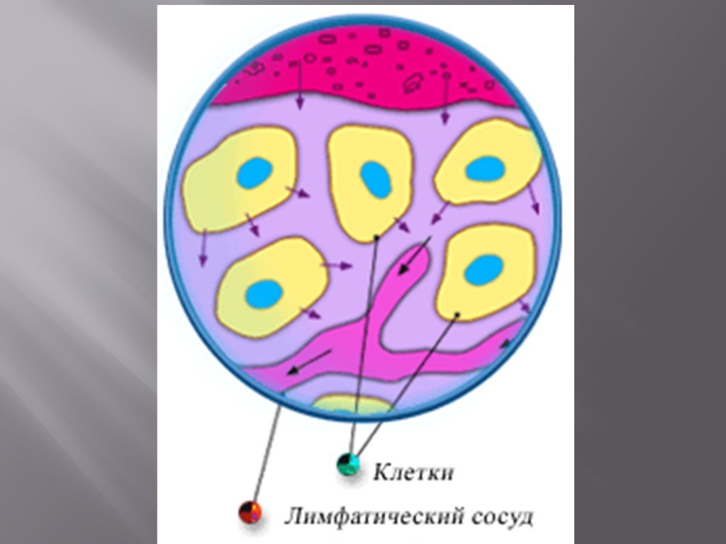 Клетки лимфы. Лимфа рисунок клетки. Клетки в составе лимфы. Картинки клетки лимфы.