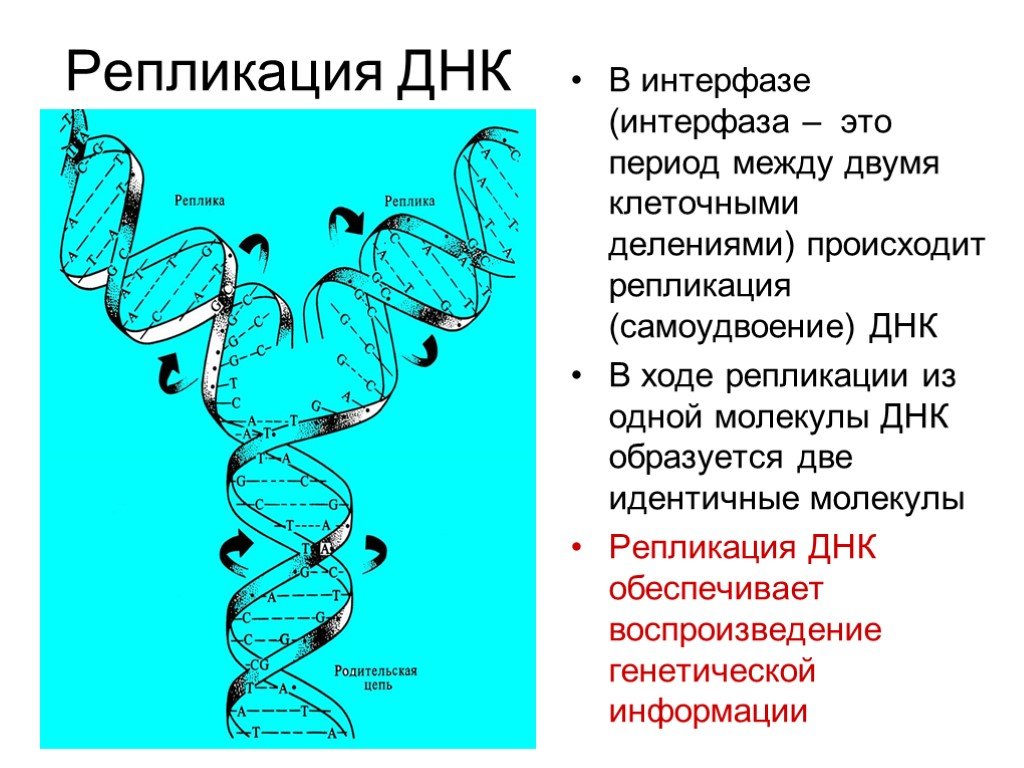 Удваивается молекула днк. Репликация самоудвоение ДНК. Репликкция само усвоение ДНК. Самоудвоение молекулы ДНК. Репликация ДНК В интерфазе.