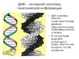 ДНК – основной носитель генетической информации. ДНК в клетках обычно существует в виде двойной (двухцепочечной) правозакрученной спирали. В чистом виде виде ДНК встречается редко, обычно она входит в состав хромосом.