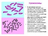 Хромосомы. В метафазе митоза хромосомы видны как двойные структуры: каждая хромосома состоит из двух сестринских хроматид Основу каждой хроматиды составляет одна двухцепочеченая молекула ДНК. Молекулы ДНК в сестринских хроматидах идентичны, т.е. несут одинаковую информацию. Многие известные нам орга