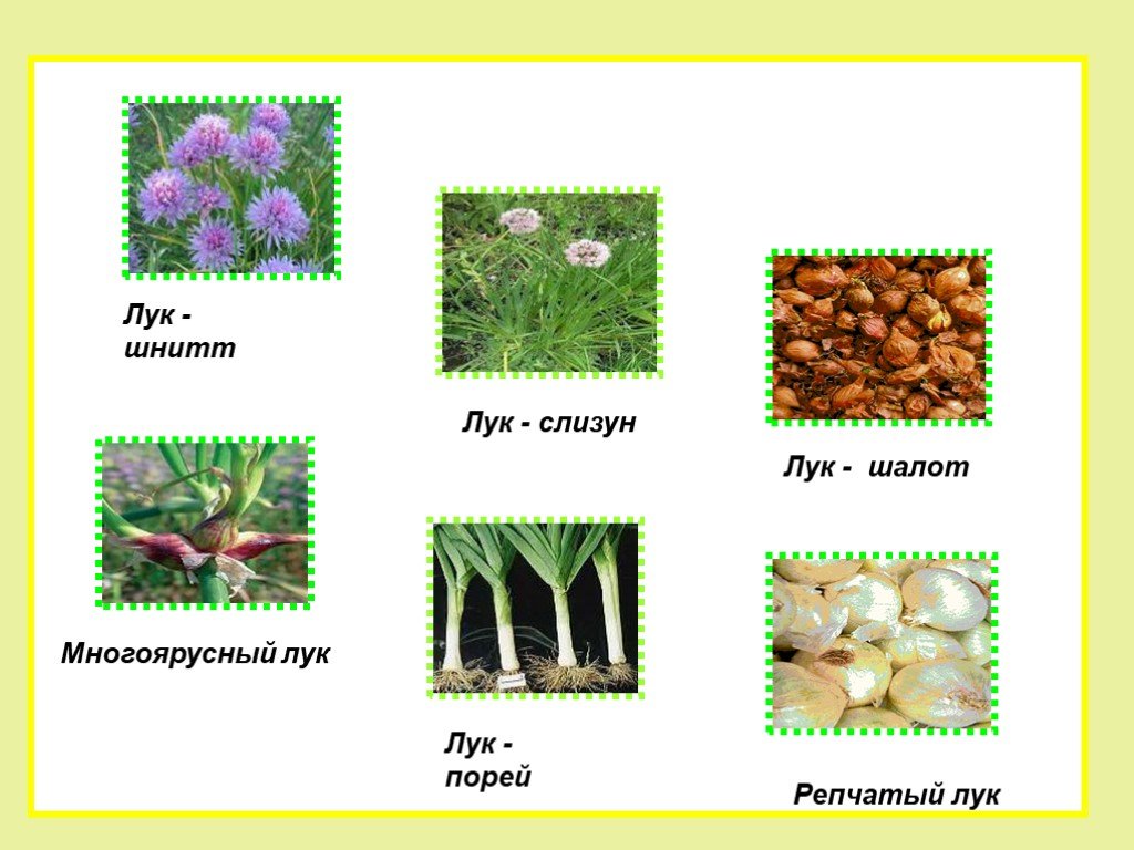 Лук - наш зелёный друг - биология, презентации