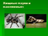 Хищные пауки и насекомые: