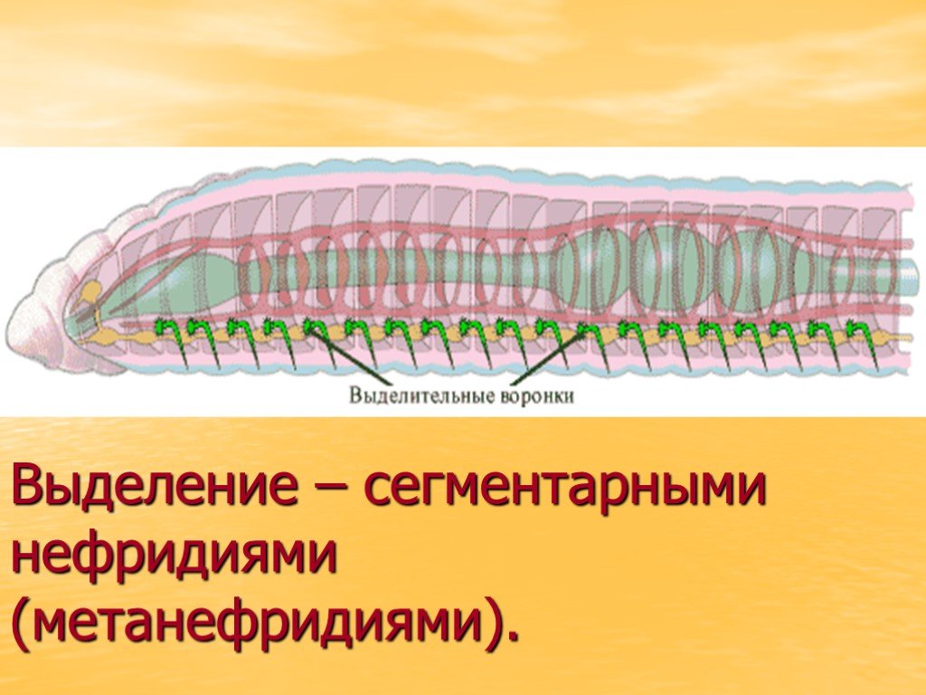 Органы выделительной системы червя. Тип кольчатые черви выделительная система. Тип выделительной системы кольчатых червей. Метанефридии кольчатых червей. Строение метанефридии кольчатых червей.