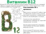 Витамин B12 представляет собой ярко-красное водорастворимое вещество с молекулой кобальта в середине. В организм витамин B12 поступает с продуктами питания, а также частично вырабатывается в кишечнике. Витамин B12. Роль витамина B9 в организме: Обмен веществ: витамин B12 требуется для высвобождения 