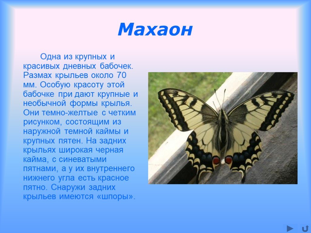 Бабочка махаон описание. Рассказ о бабочке Махаон. Бабочка Махаон размах крыльев. Бабочка Махаон рассказ для 2. Бабочка Махаон среда обитания.