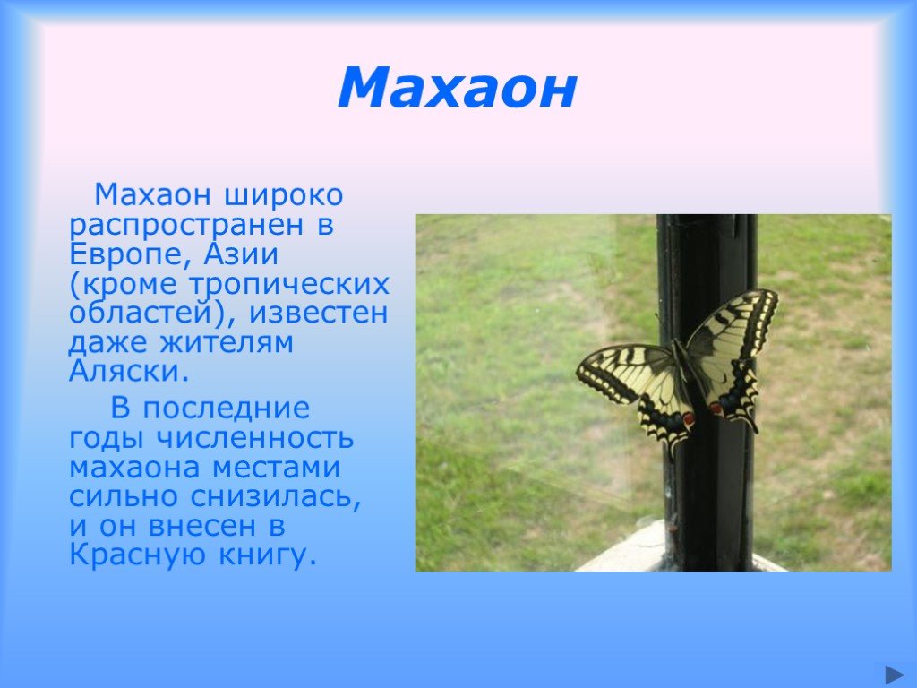 Бабочка махаон описание. Махаон презентация. Рассказ о Махаоне. Бабочка Махаон презентация. Информация о бабочке Махаон.