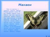 Махаон. Одна из крупных и красивых дневных бабочек. Размах крыльев около 70 мм. Особую красоту этой бабочке при дают крупные и необычной формы крылья. Они темно-желтые с четким рисунком, состоящим из наружной темной каймы и крупных пятен. На задних крыльях широкая черная кайма, с синеватыми пятнами,