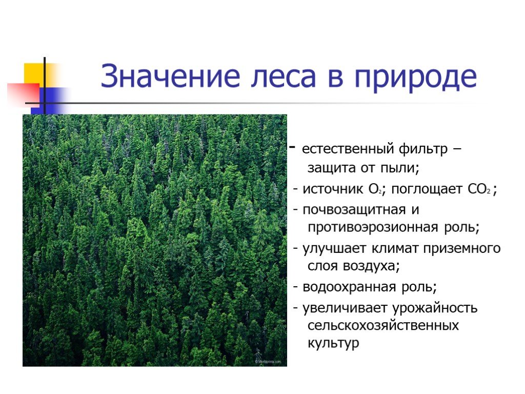 Какова роль леса в жизни человека. Значение леса. Значение леса в природе. Роль леса в природе. Лесные зоны презентация.