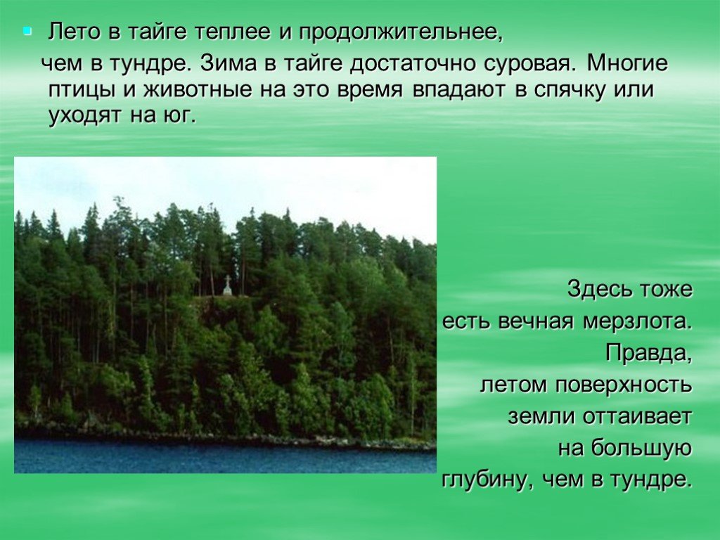 Годовой сток тайги в россии. Природные зоны Тайга и тундра. Тайга природная зона. Описание тайги. Тайга презентация.