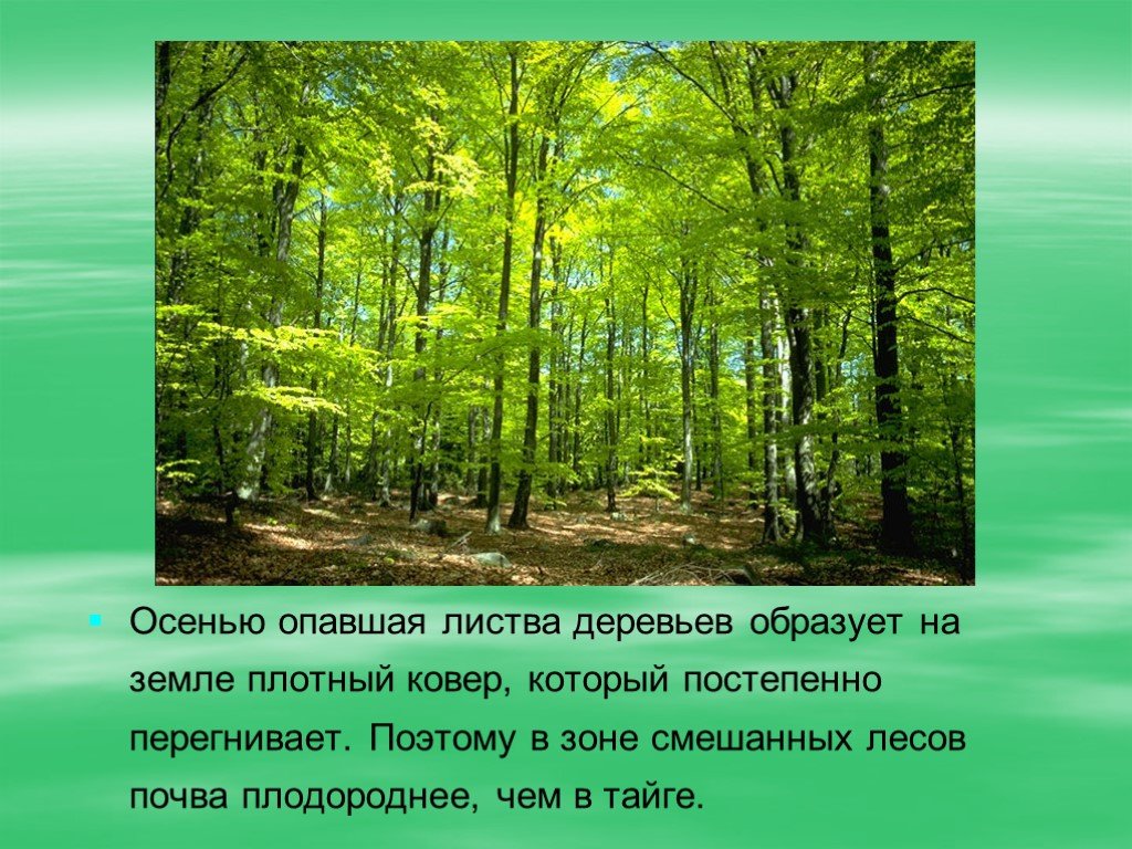Природные условия в зоне лесов. Презентация на тему лес. Рассказ о лесе. Доклад про лес. Природные зоны леса.