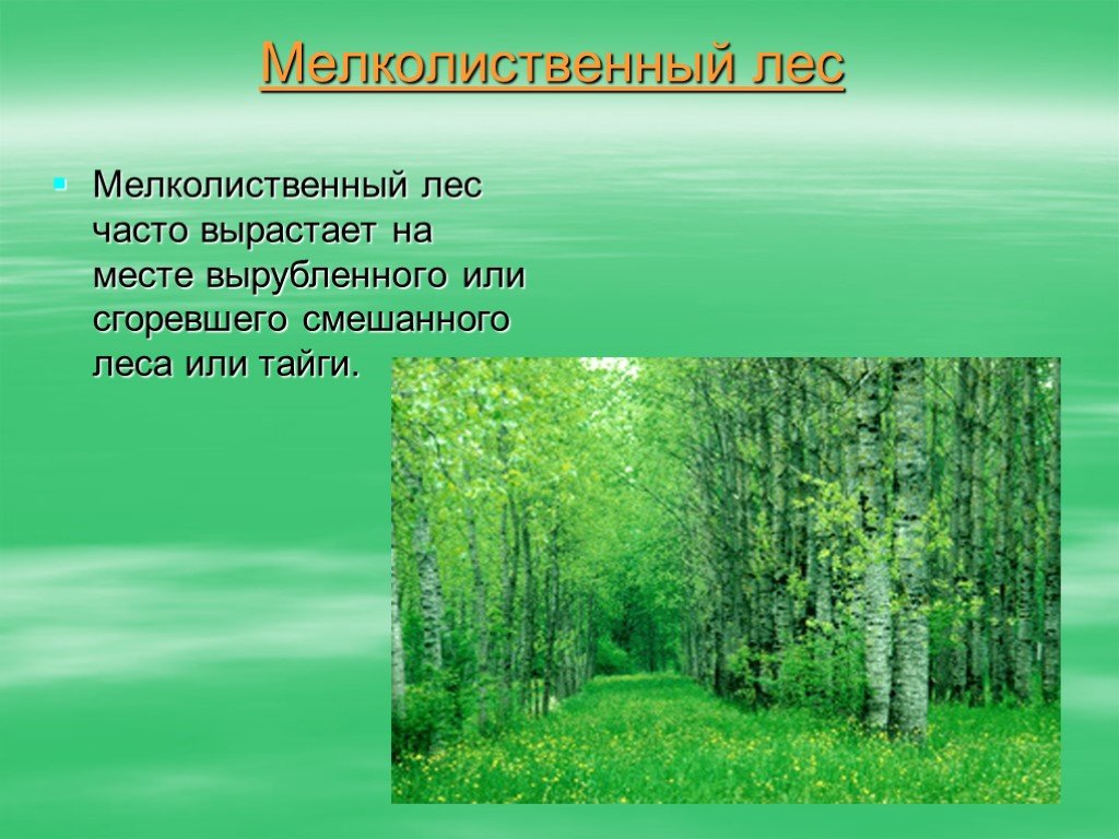 Описание природной зоны лесная зона. Презентация на тему лес. Мелколиственные леса. Лесная зона. Проект на тему леса.
