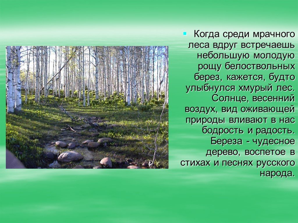 Береза какая природная зона. Стихи про природные зоны России. Лесная зона стихи. Вдруг лес. Стихотворение про зону лесов.