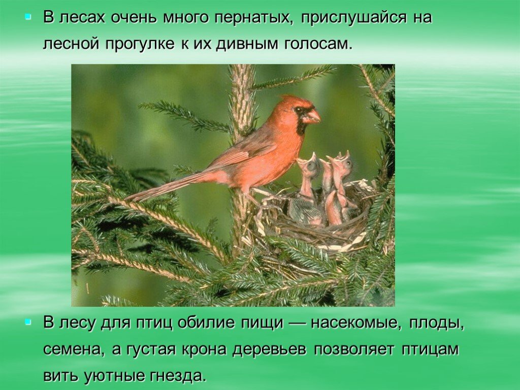 К птицам леса относятся. Птицы в смешанных лесах. Птицы обитатели Лесной зоны. Птицы лесов сообщение. Птицы смешанных лесов России.
