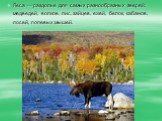 Леса — раздолье для самых разнообразных зверей: медведей, волков, лис, зайцев, ежей, белок, кабанов, лосей, полевых мышей.