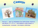 Саксаул – это кустарники или небольшие деревья высотой 1,5—12 м, с вильчатым ветвлением и членистыми ломкими молодыми побегами. Саксаул