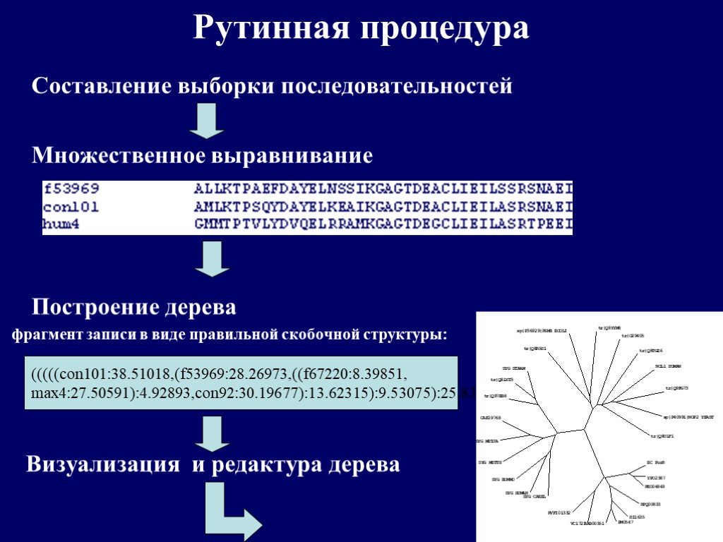 Множественное выравнивание. Составление выборки. Правильная Скобочная последовательность. Визуализация структуры выборки. Множественное выравнивание последовательностей.