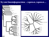 Будни биоинформатика – деревья, деревья…