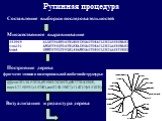 Рутинная процедура. Составление выборки последовательностей Множественное выравнивание Построение дерева фрагмент записи в виде правильной скобочной структуры: Визуализация и редактура дерева. (((((con101:38.51018,(f53969:28.26973,((f67220:8.39851, max4:27.50591):4.92893,con92:30.19677):13.62315):9.