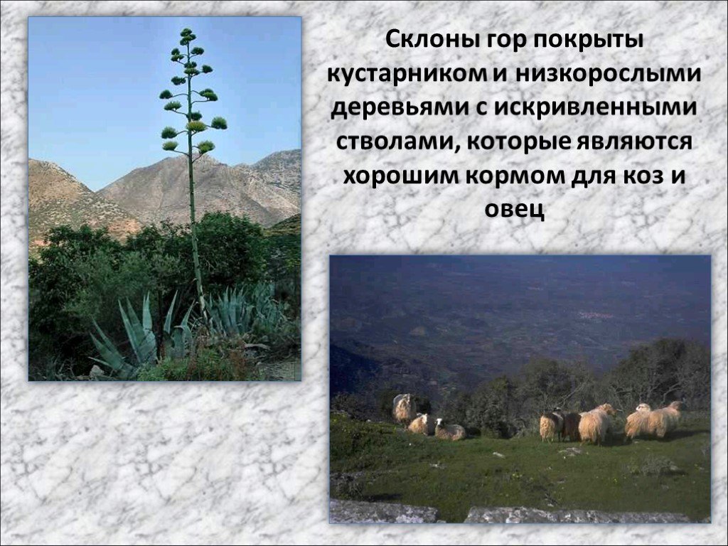 На склонах гор греки. Слайд природа древней Греции. Склоны гор в Греции. Что выращивали греки на склонах гор. Какие были природные условия в греции