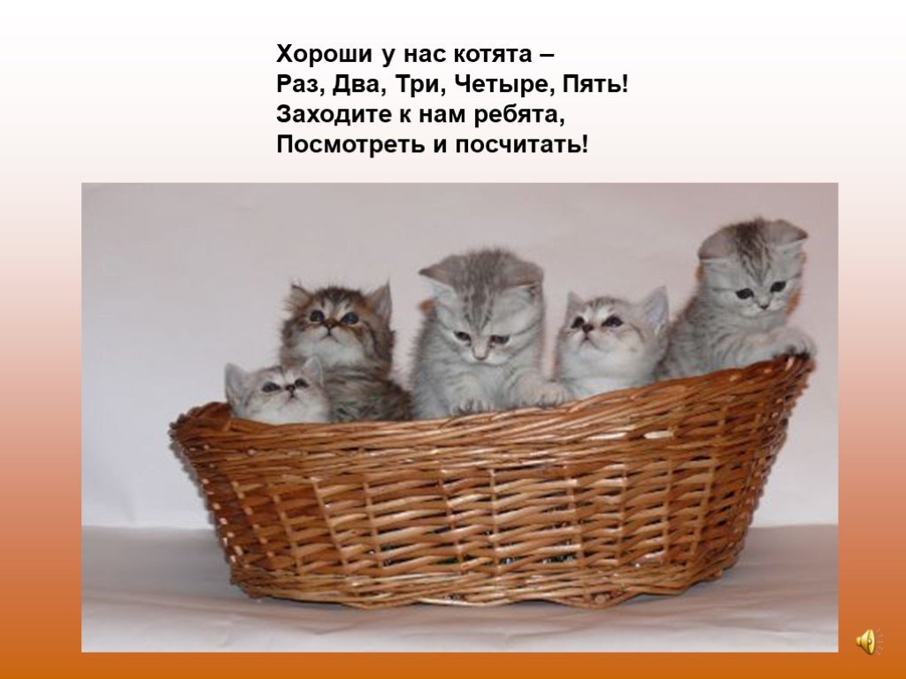 Слово 4 котенка. Михалков с. "котята". Три котика в корзинке. Котята стихотворение Михалкова. Родились у нас котята раз два три четыре пять.