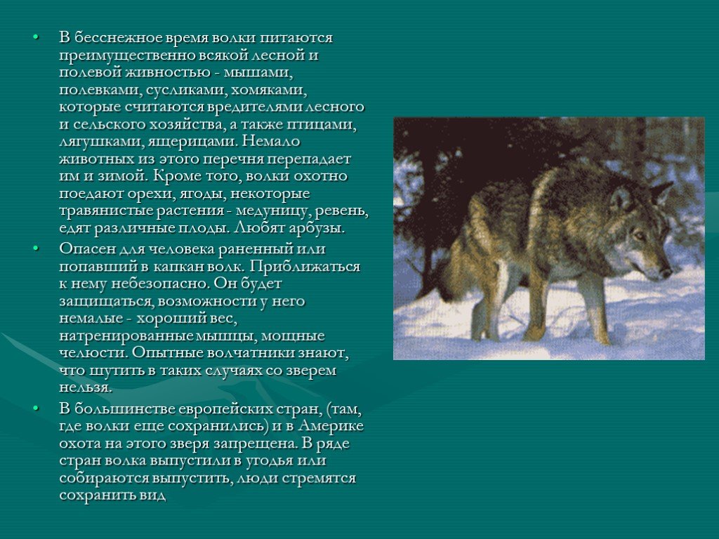 Волков сколько часов. Проект про волка. Описание волка. Проект на тему волк. Доклад про волка 4 класс.