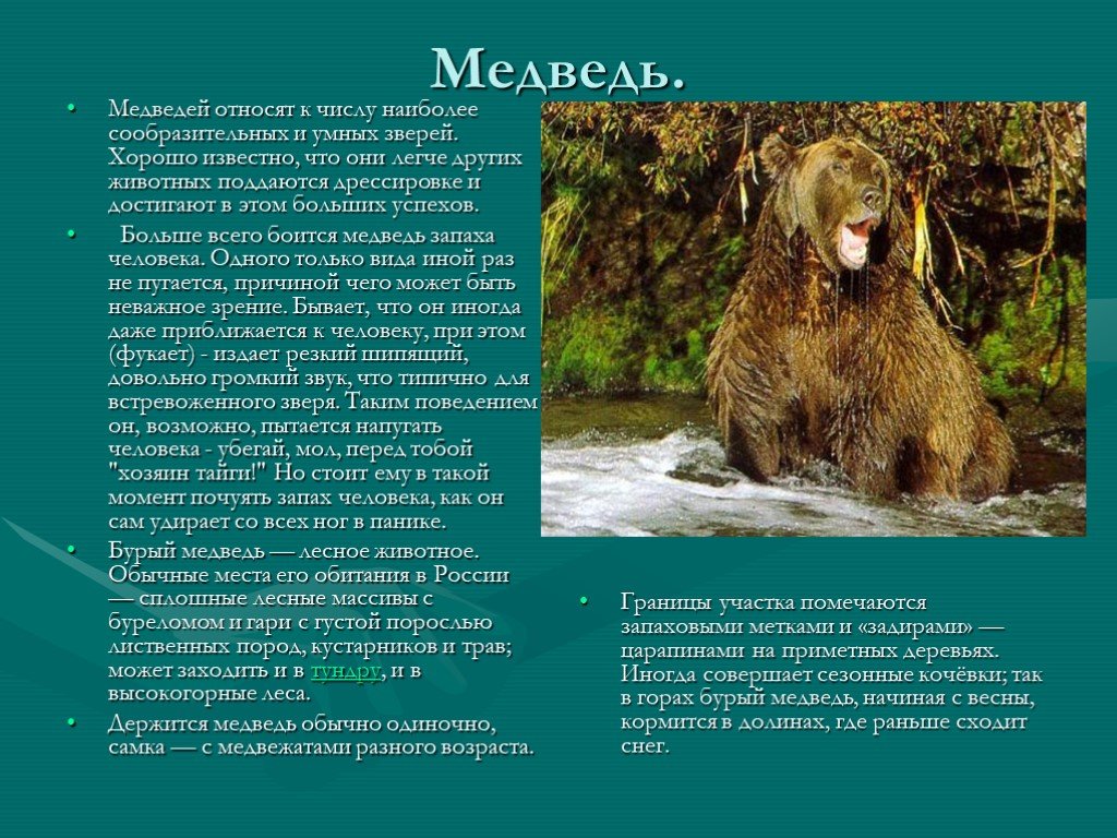 Какого зверя считали хозяином тайги народы. Доклад про медведя 3 класс. Проект на тему животные. Медведь проект 3 класс. Проект по теме животные России.