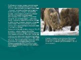 Кабаны всеядны, однако растительная пища в их рационе преобладает. На Алтае они поедают зеленую траву (зимой - сухую), ветви и побеги кустарников, кору молодых деревьев, корневища, корни, луковицы и другие подземные части растений, всевозможных насекомых и их личинок, дождевых червей, из позвоночных